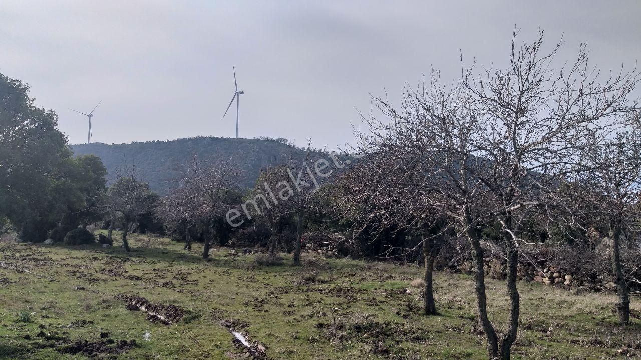 Dikili Merdivenlide Satılık 400mtr Rakımlı 36dönüm Tarla - Görsel 7