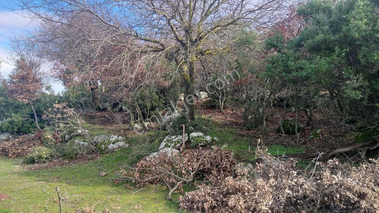 Dikili Merdivenlide Satılık 400mtr Rakımlı 36dönüm Tarla - Görsel 10