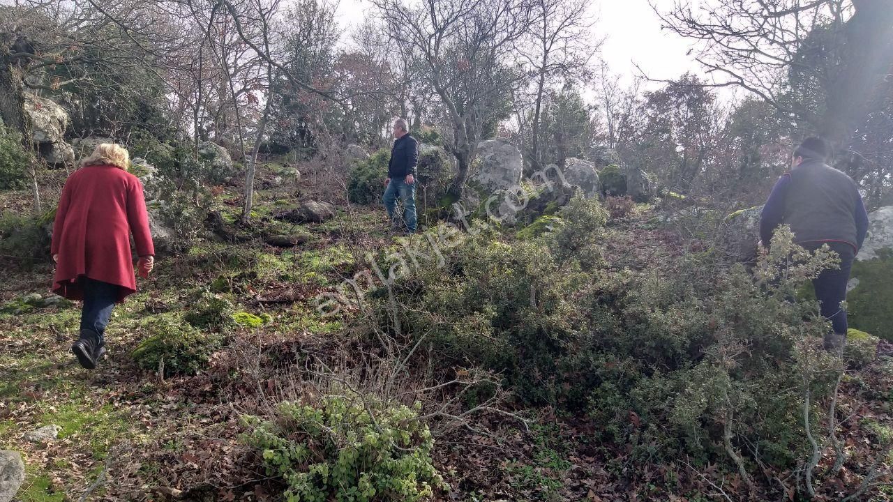 Dikili Merdivenlide Satılık 400mtr Rakımlı 36dönüm Tarla - Görsel 19