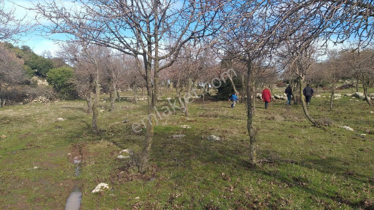 Dikili Merdivenlide Satılık 400mtr Rakımlı 36dönüm Tarla - Görsel 2