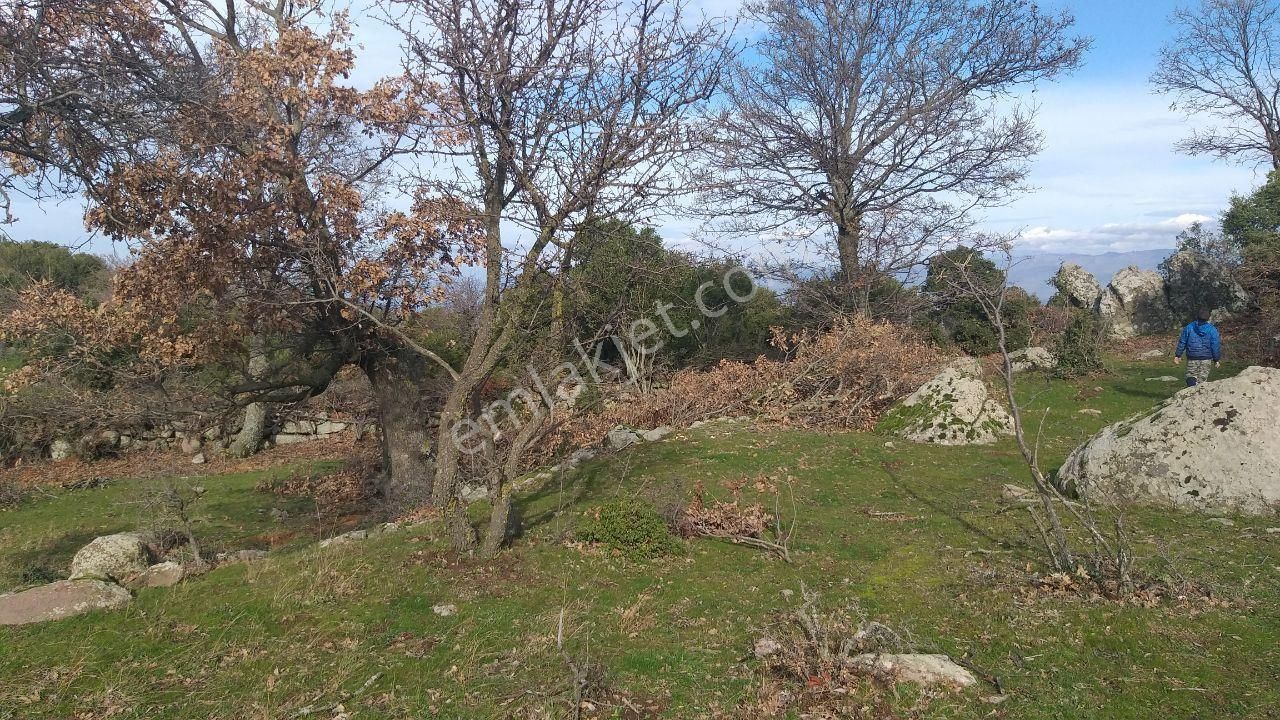 Dikili Merdivenlide Satılık 400mtr Rakımlı 36dönüm Tarla - Görsel 9