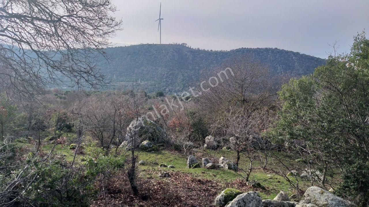 Dikili Merdivenlide Satılık 400mtr Rakımlı 36dönüm Tarla - Görsel 15