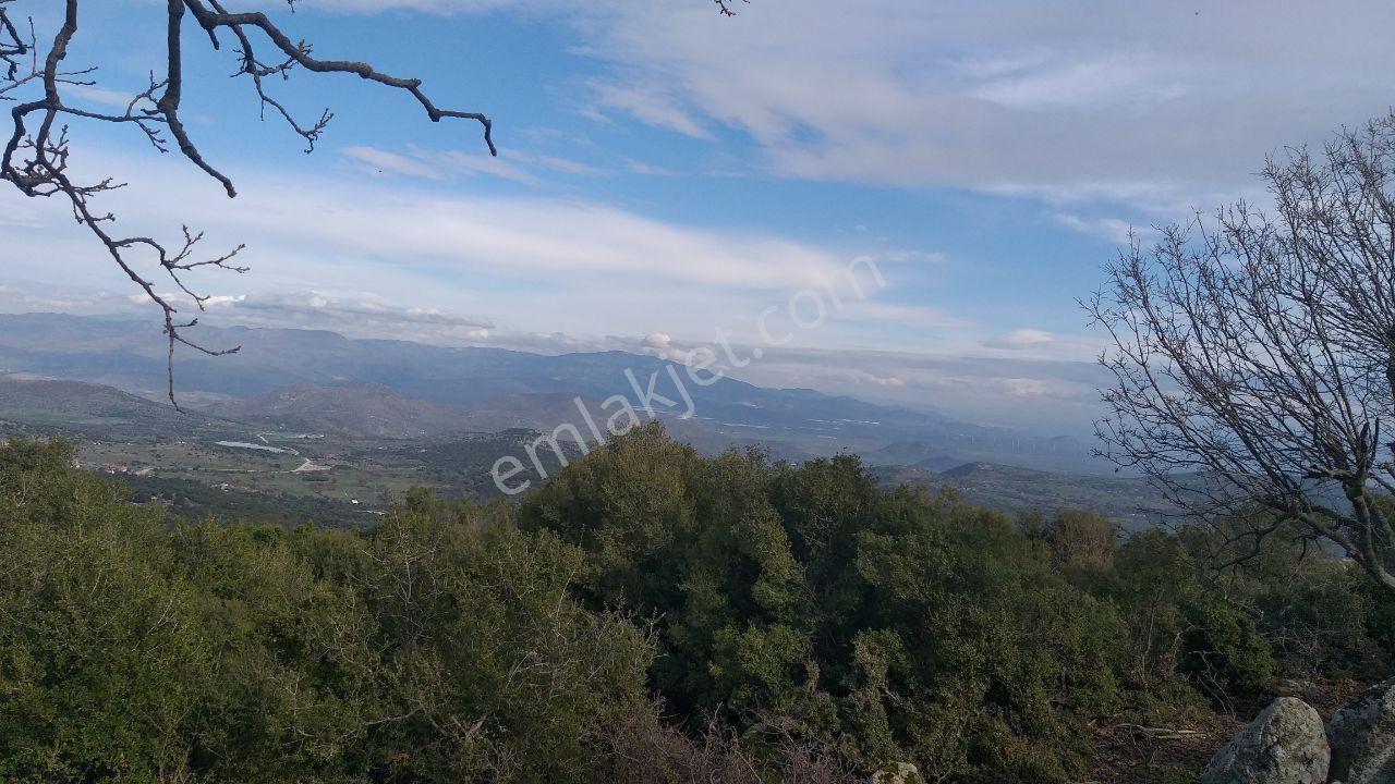 Dikili Merdivenlide Satılık 400mtr Rakımlı 36dönüm Tarla - Görsel 18