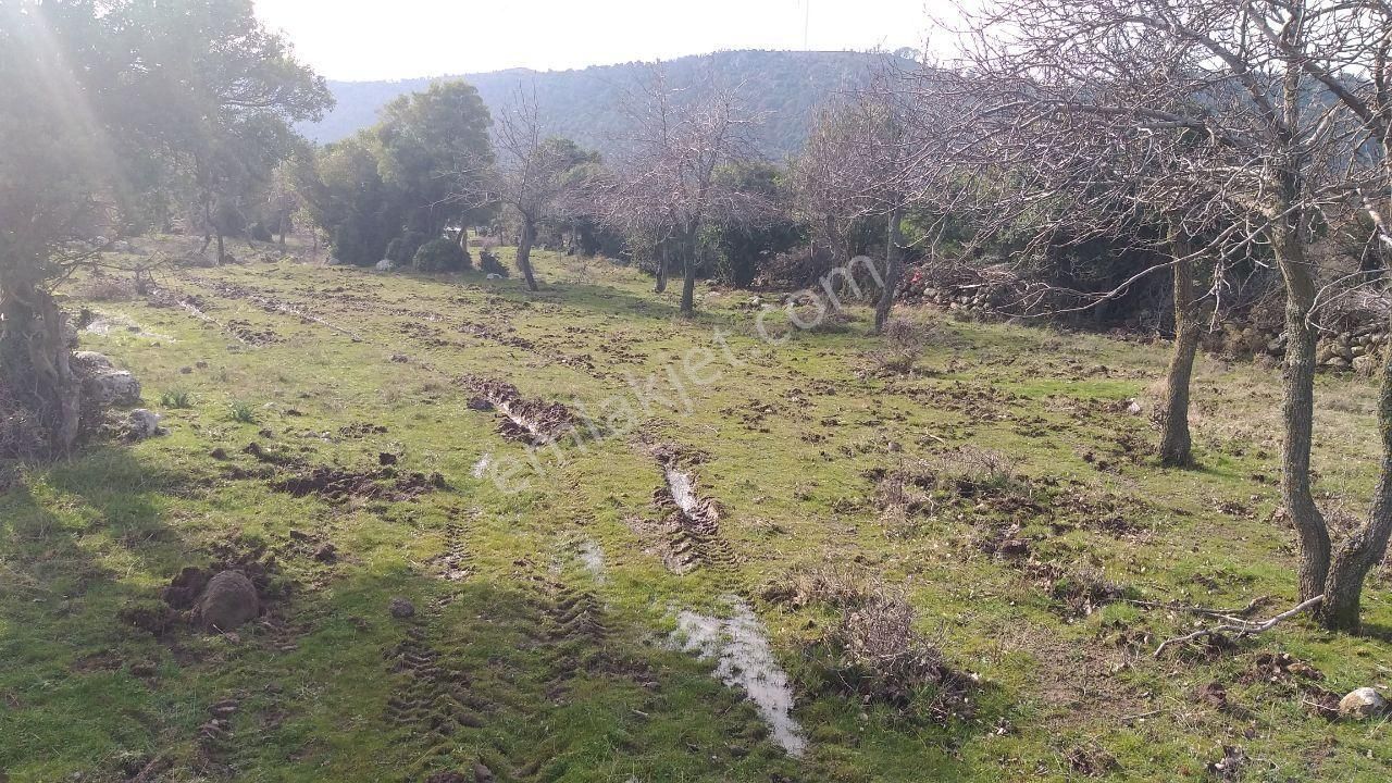 Dikili Merdivenlide Satılık 400mtr Rakımlı 36dönüm Tarla - Görsel 5