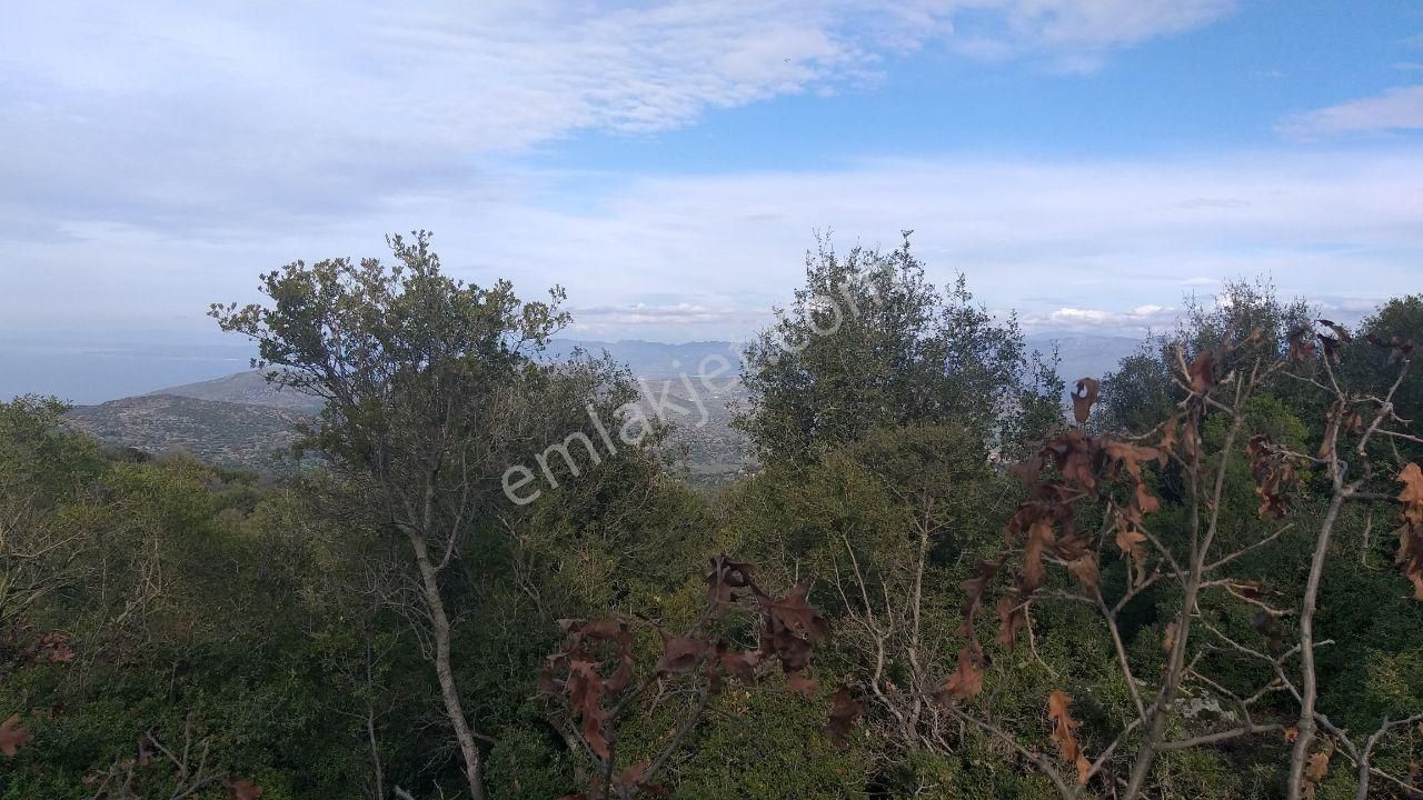 Dikili Merdivenlide Satılık 400mtr Rakımlı 36dönüm Tarla - Görsel 13