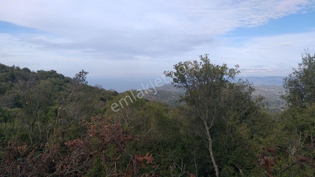 Dikili Merdivenlide Satılık 400mtr Rakımlı 36dönüm Tarla - Görsel 12
