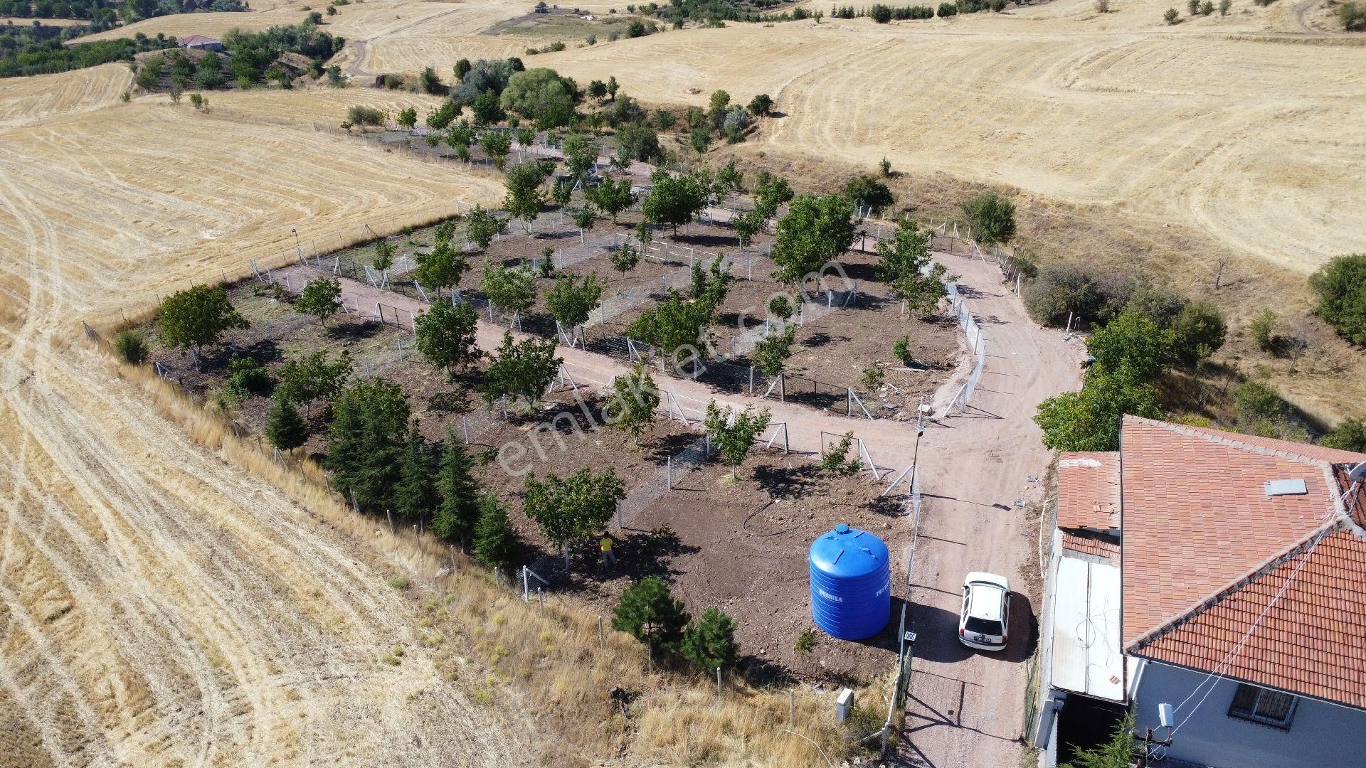 Ayaş Gökler Satılık Bağ & Bahçe Ayaş Gökler Köyiçi Cevizlide Hazır Kurulu Köşe Parsel Yetişmiş Ceviz Ağaçlarının İçinde Hobi Bahçesi