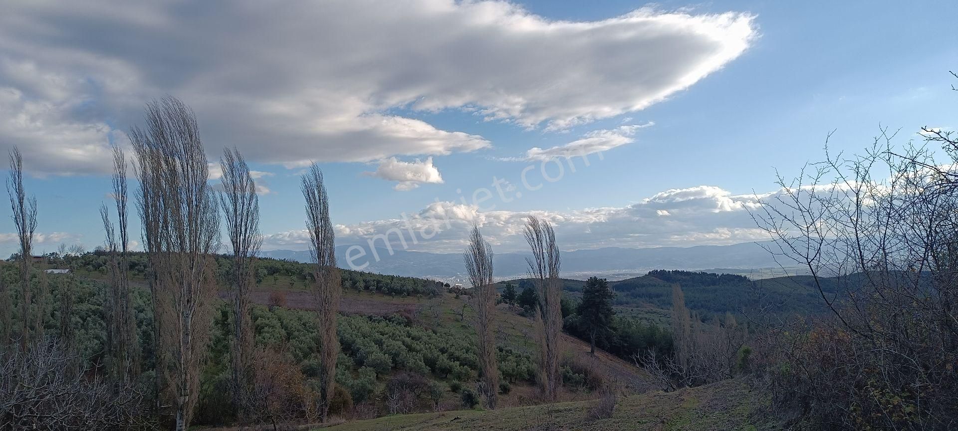 Mudanya İpekyayla Satılık Zeytinlik Mudanya İpekyaylada Fırsat Zeytinlik