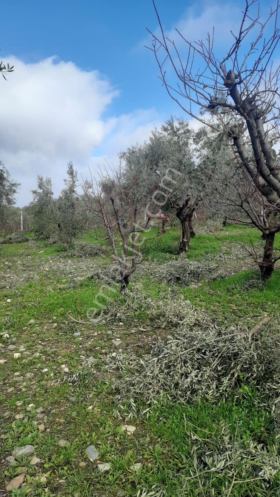 Turgutlu Yayla Satılık Zeytinlik Satılık Hobi Bahçesi