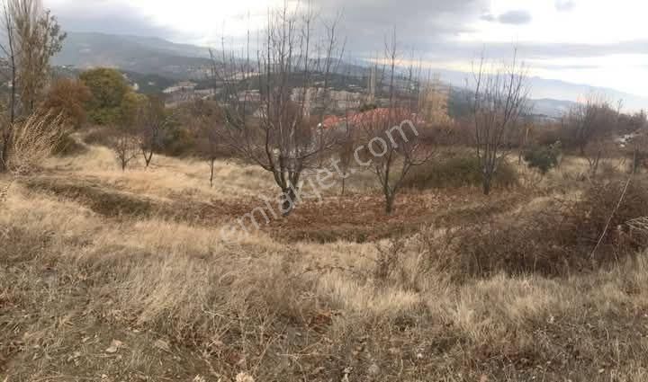 Babadağ Cumhuriyet Satılık Bağ & Bahçe Denizli Babadag Yaylada 1326 M2 Bahçemiz Satılıktır