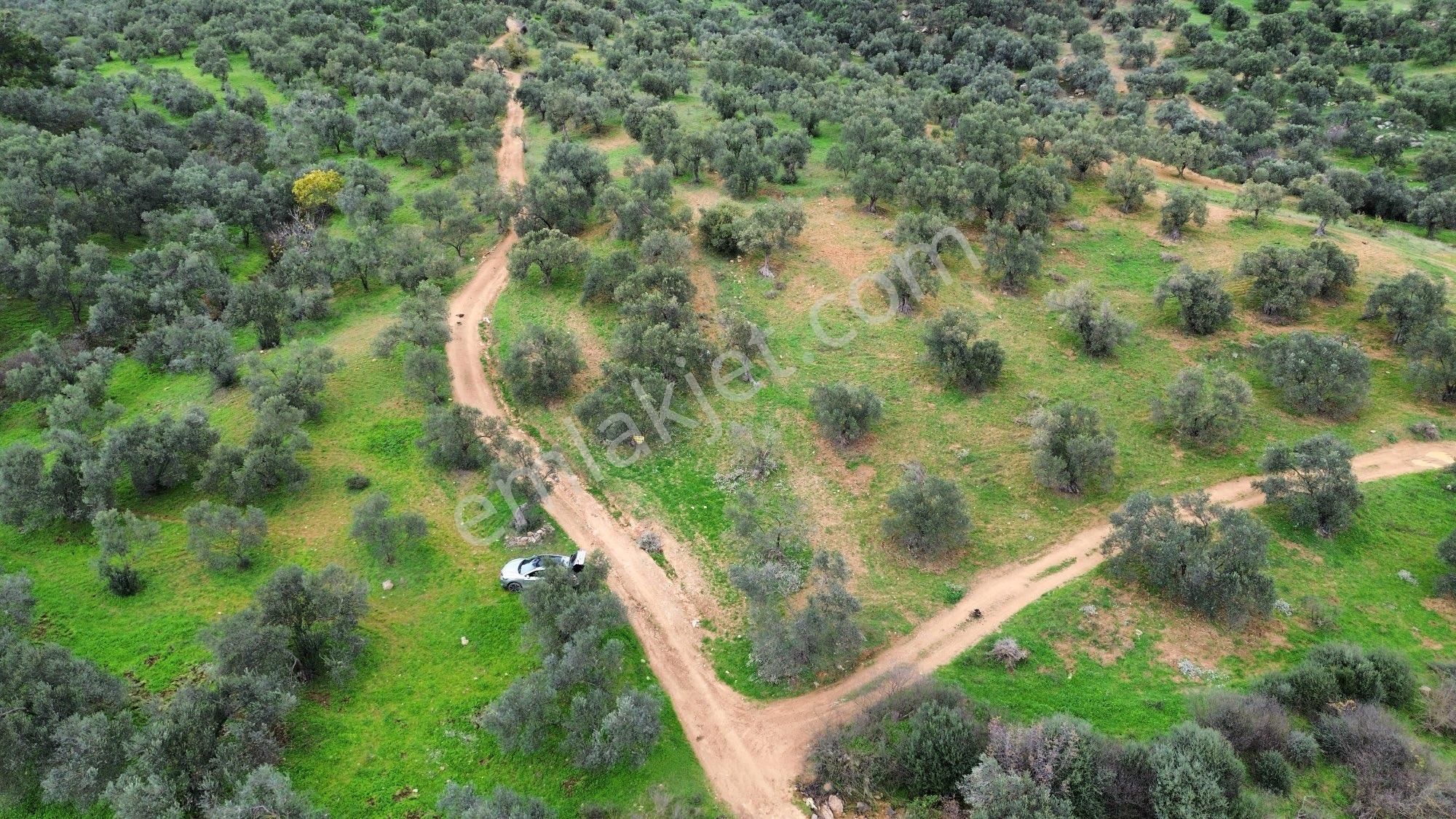 Sağancı Mahallesi 1500 M2 Satılık Zeytinlik