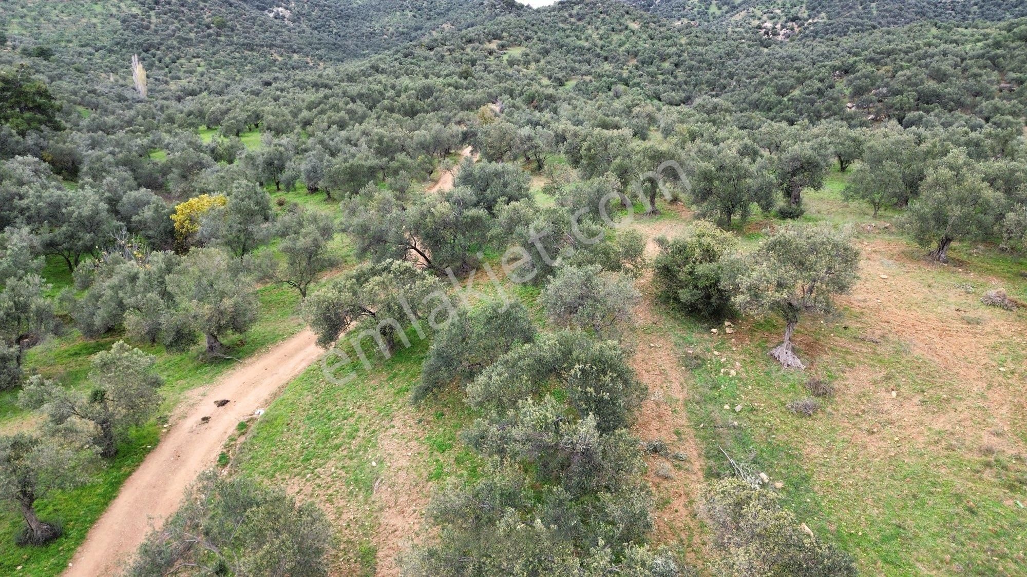 Sağancı Mahallesi 1500 M2 Satılık Zeytinlik - Görsel 16