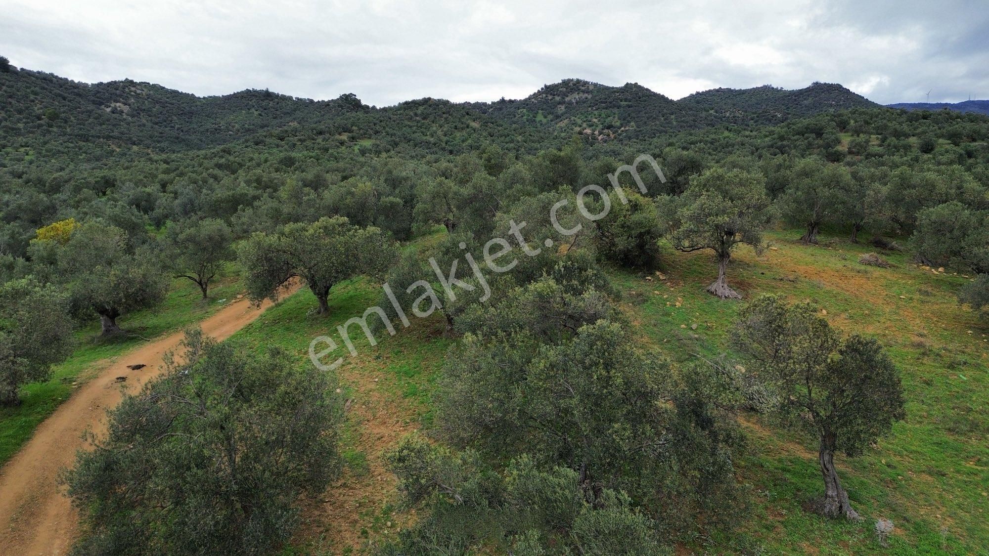Sağancı Mahallesi 1500 M2 Satılık Zeytinlik - Görsel 17