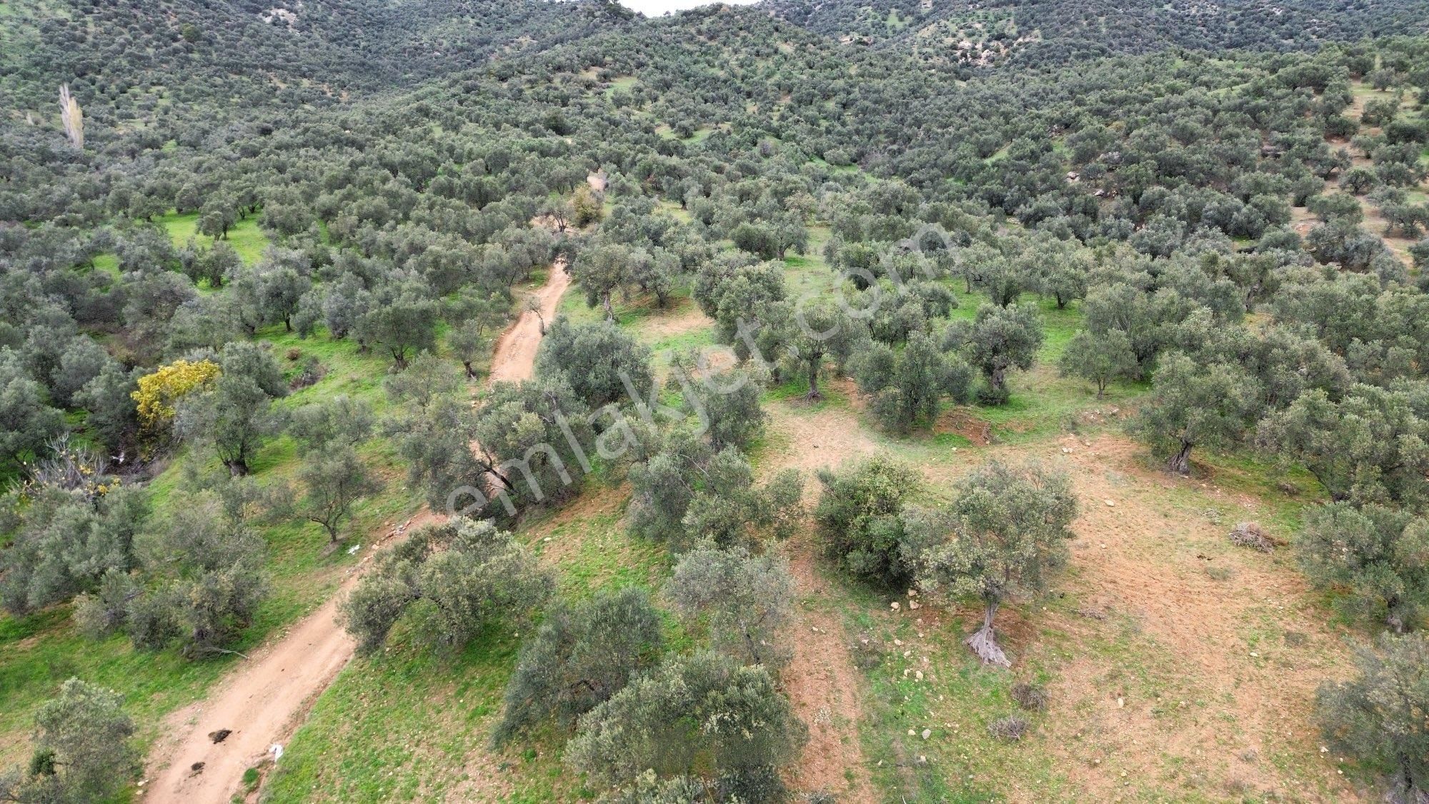 Sağancı Mahallesi 1500 M2 Satılık Zeytinlik - Görsel 15