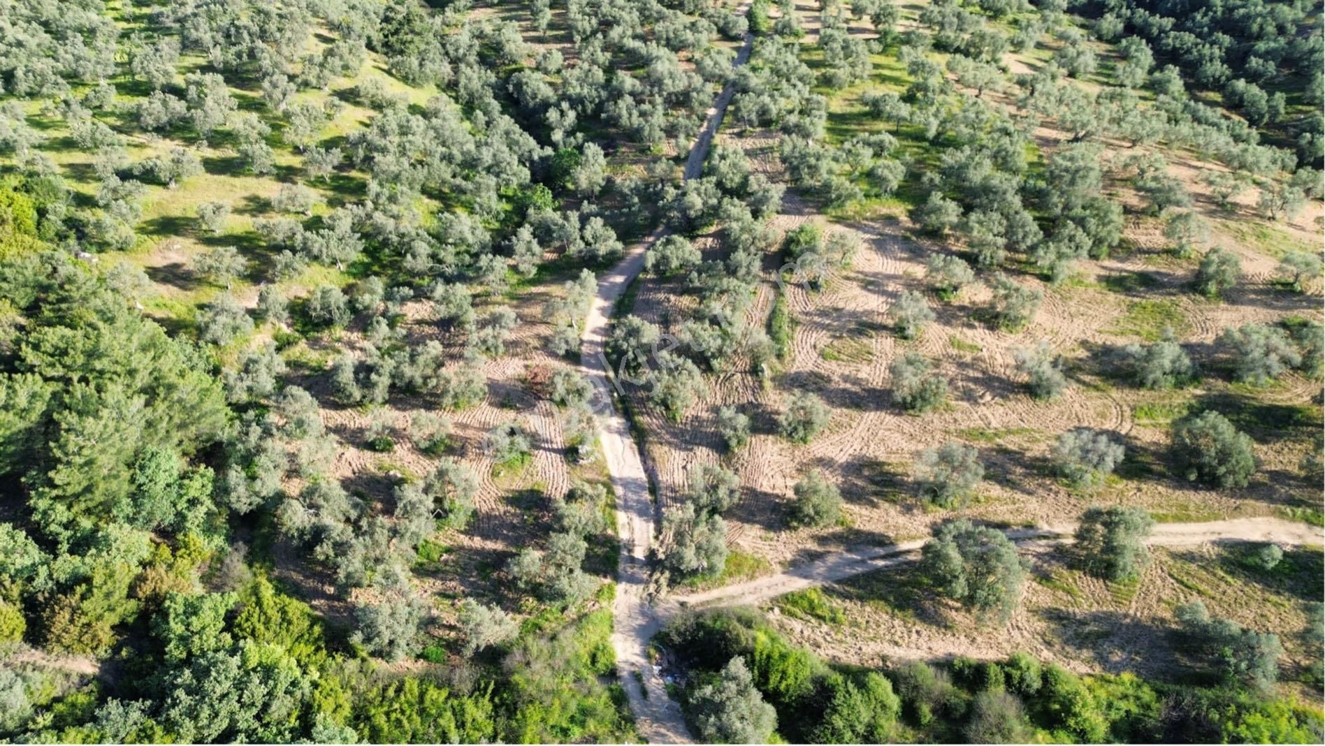 Sağancı Mahallesi 1500 M2 Satılık Zeytinlik - Görsel 13