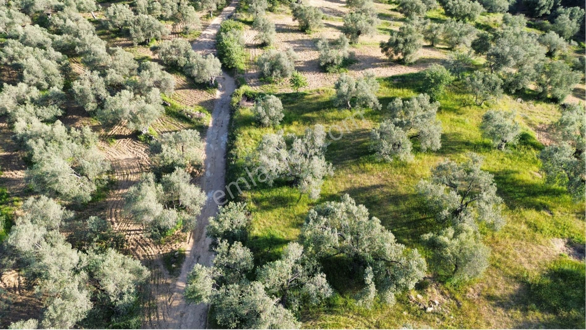 Sağancı Mahallesi 1500 M2 Satılık Zeytinlik - Görsel 12