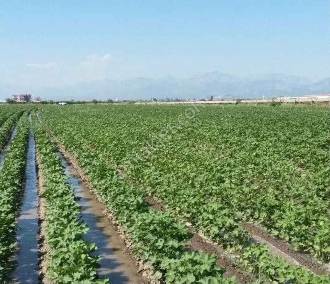 Pamukkale Gölemezli Satılık Tarla 🎶 Muhtarım Emlaktan 🎶