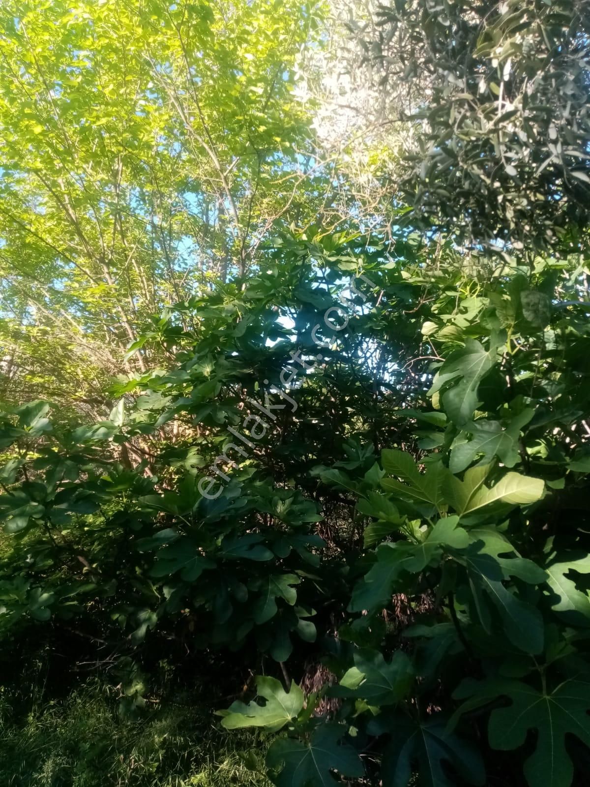 Güneyden Bursa İznikte Satılık 635m2 Köyün Yanı Başında Arsa - Görsel 8