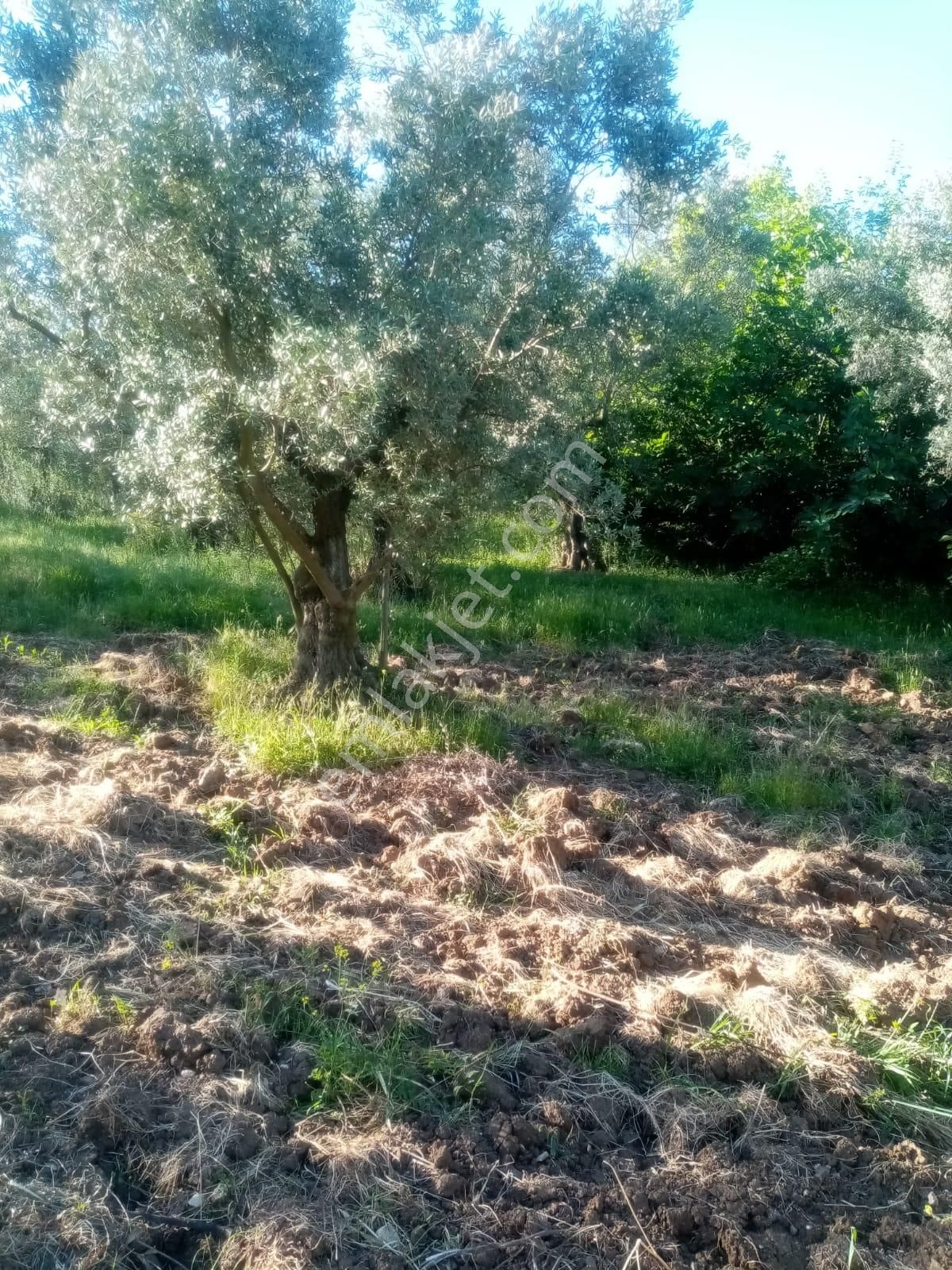 Güneyden Bursa İznikte Satılık 635m2 Köyün Yanı Başında Arsa - Görsel 13