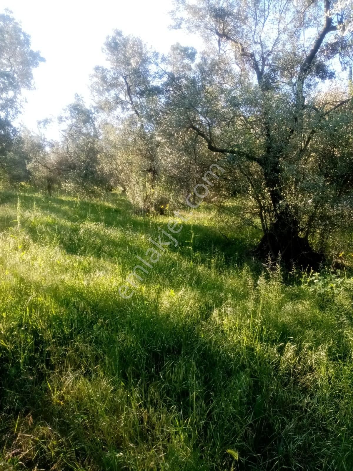 Güneyden Bursa İznikte Satılık 635m2 Köyün Yanı Başında Arsa - Görsel 5