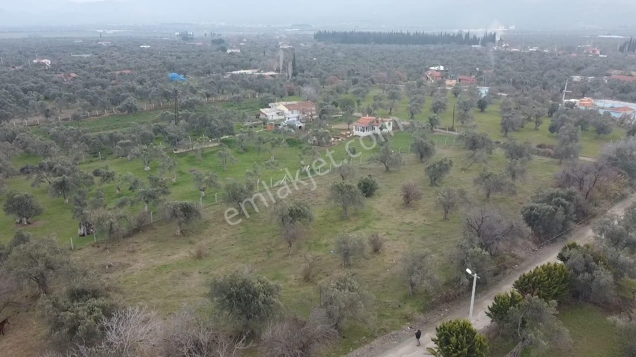 Burhaniye Kocacami Satılık Zeytinlik Ön Emlak'tan Burhaniyede İmara Yakın İki Tapulu 5.653 M2 Satılık Zeytinlik!