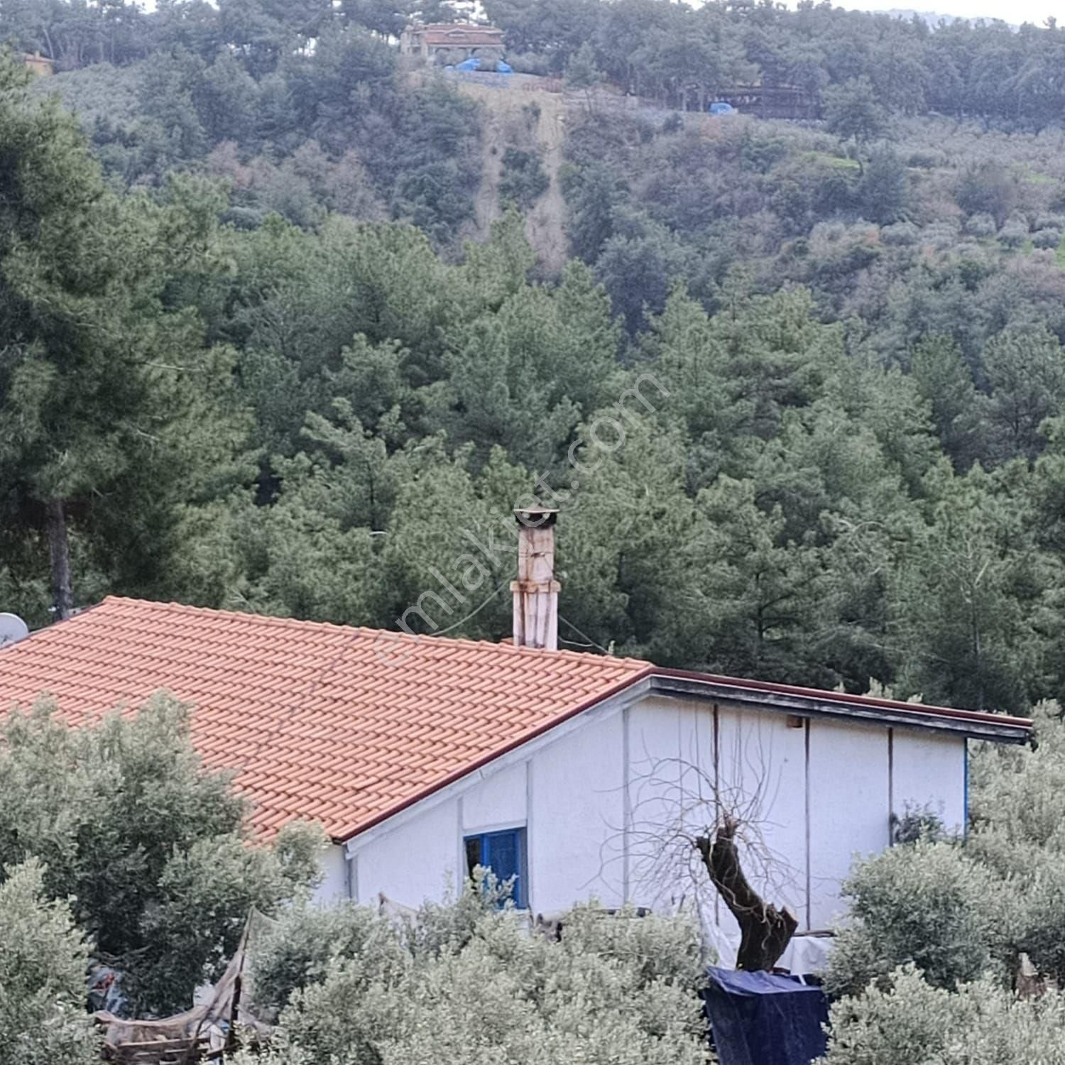 Aydın Kuşadası Satılık Çiftlik Kusadasi Caferli' De İcerisinde 2+1 Ev Bulunan Ciftlik