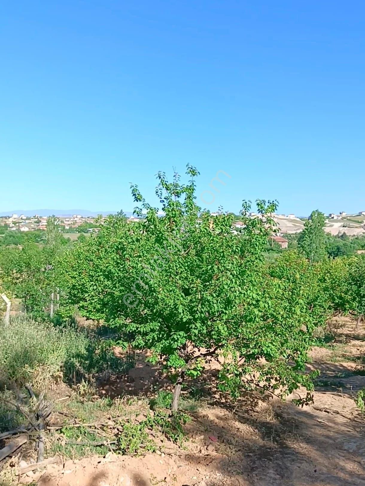 Battalgazi Hatunsuyu Satılık Bağ & Bahçe Hatunsuyu Mahallesinde Ana Yol Üzeri Bakımlı Kaysi Bahcesi