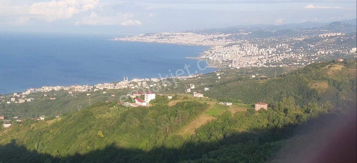 Akçaabat Darıca Satılık Tarla Premar Whıte Darıca Mh. Satılık Arsa