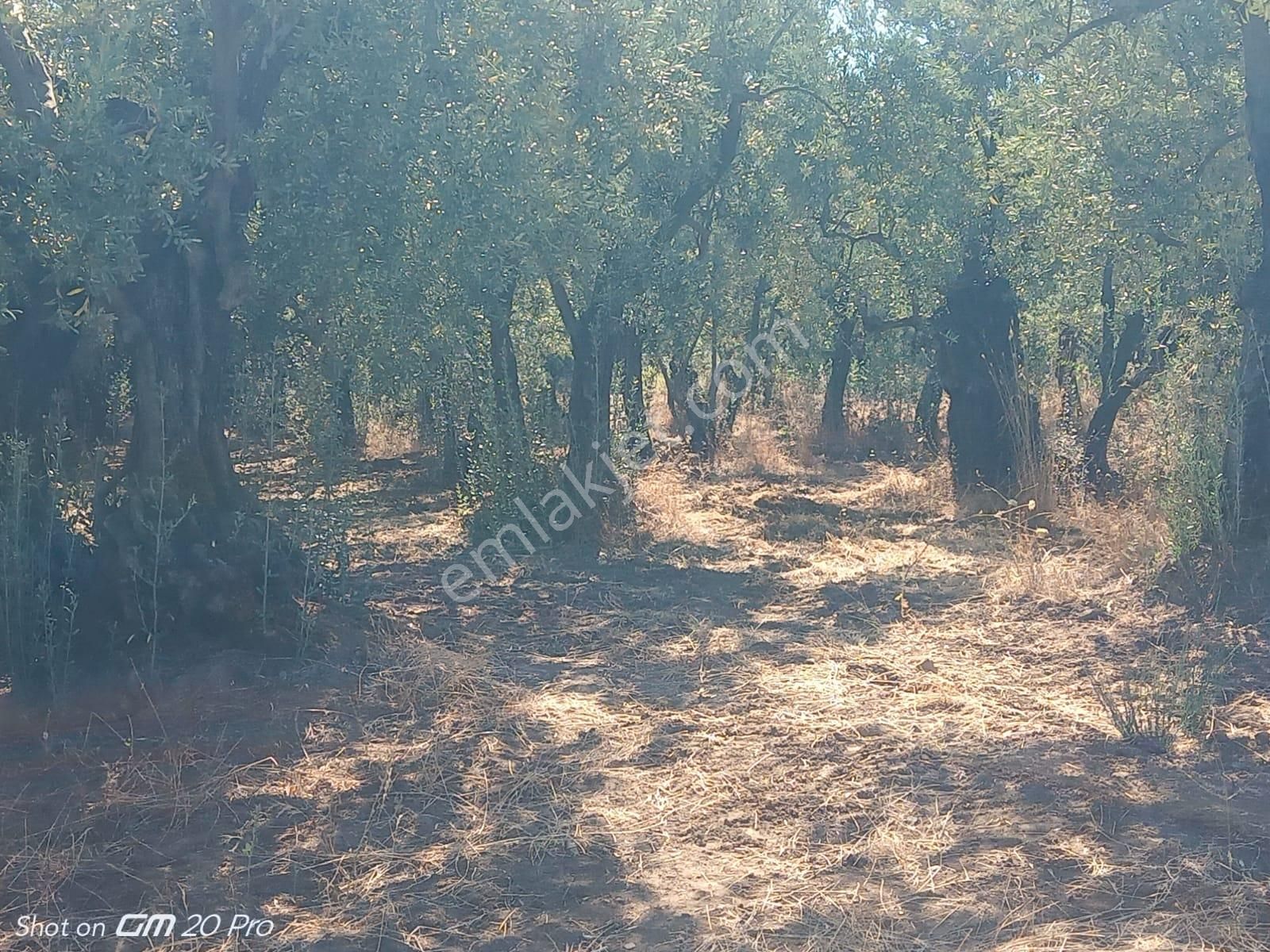 Kumyaka Resmi Yola Cepheli Deniz Manzaralı - Görsel 6