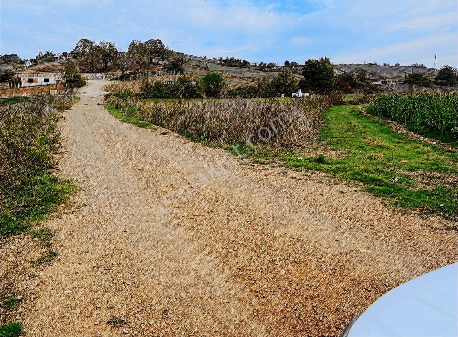 Körfez Sipahiler Satılık Tarla Yollu %5.imarda 4060 Mk Yopulaşma Gelecek İnşallah Ya İmarlı