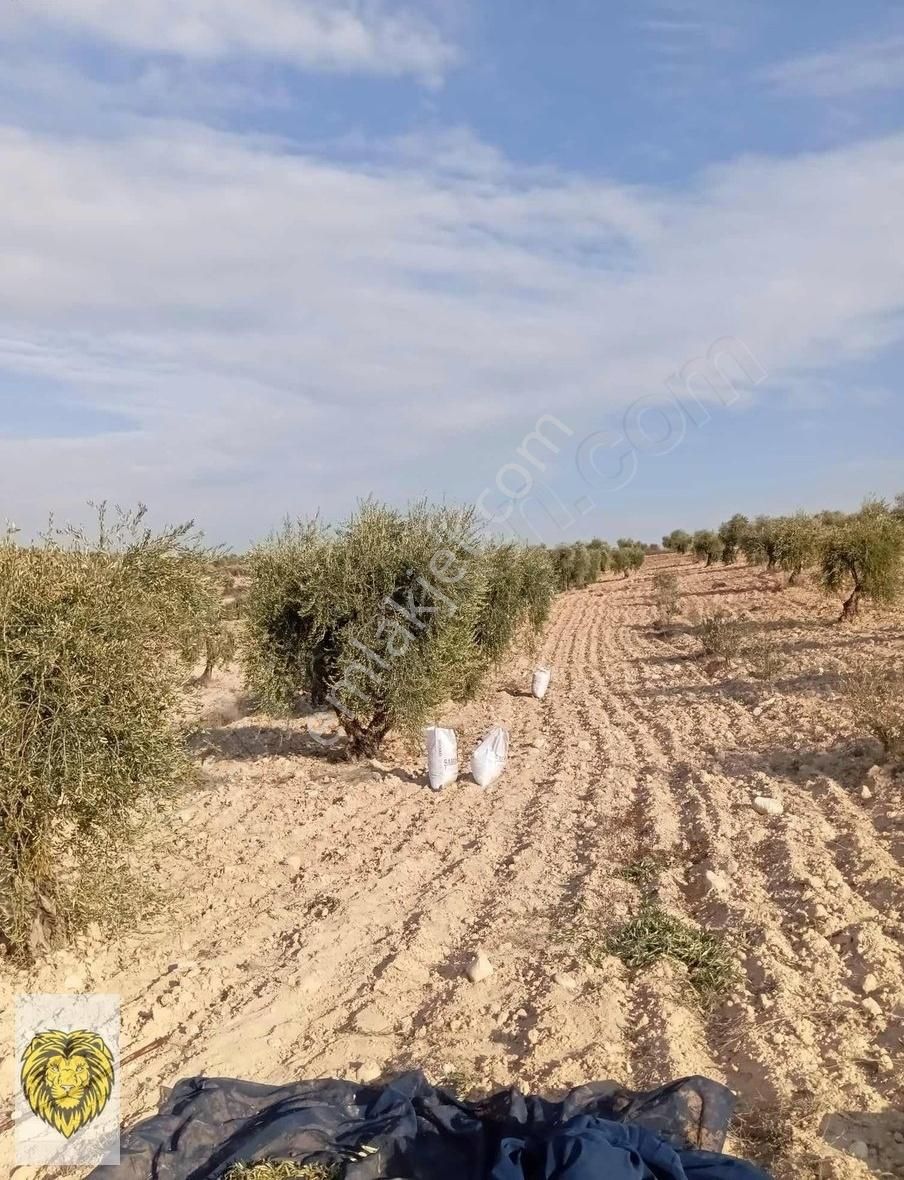 Kilis Merkez Demirışık Köyü Satılık Tarla Fırsat Zeyrinlik Mağallı