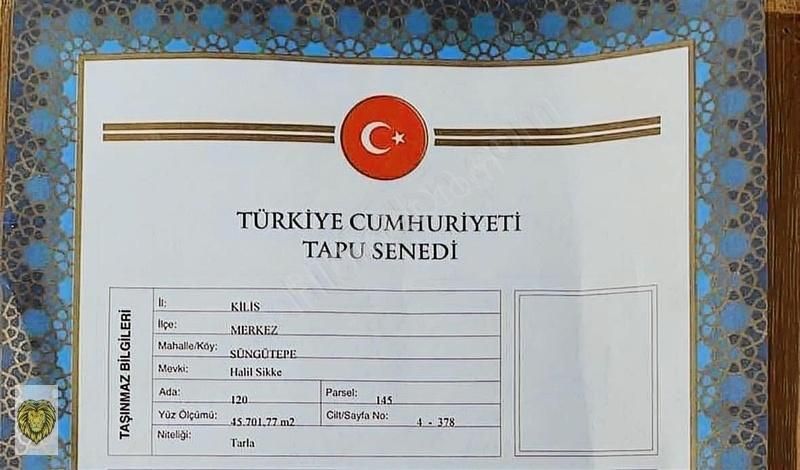 Kilis Merkez Süngütepe Köyü Satılık Tarla 45 Dönüm Mükemmel Fırsat Zeytinlik