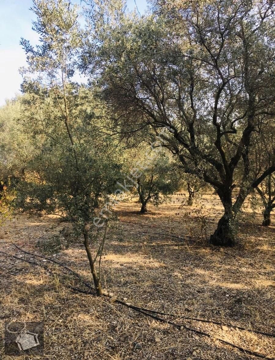 Kemalpaşa Ören 75.yıl Cumhuriyet Satılık Konut İmarlı Oren Satilik Arsa 3 Kat İmarli