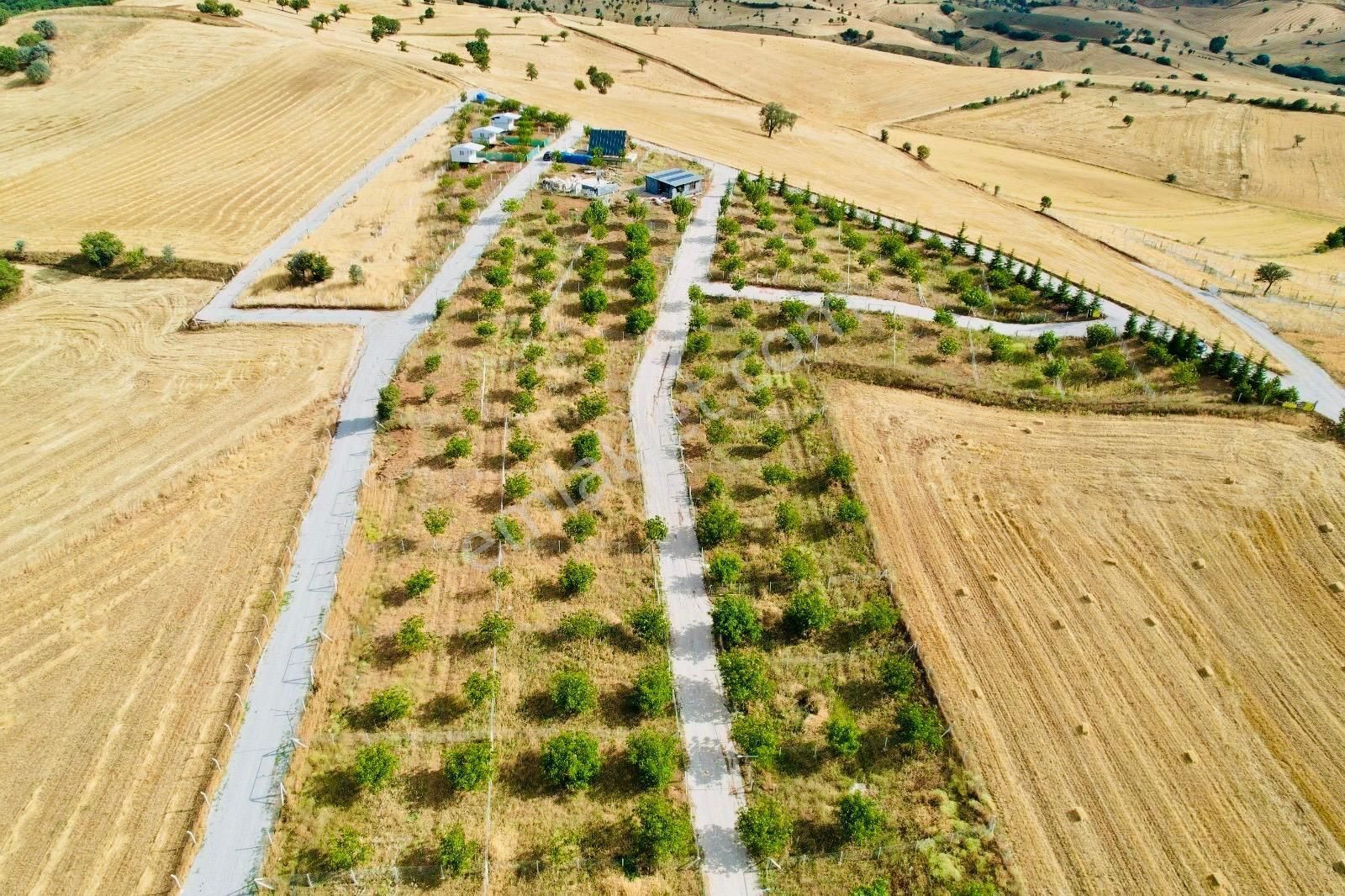 Akyurt Karacalar Satılık Bağ & Bahçe Akyurt Karacalar Mah Hazır Bahçe 250 Metre Yetişkin Ağaçları Var 5 Adet Bahcemiz Var