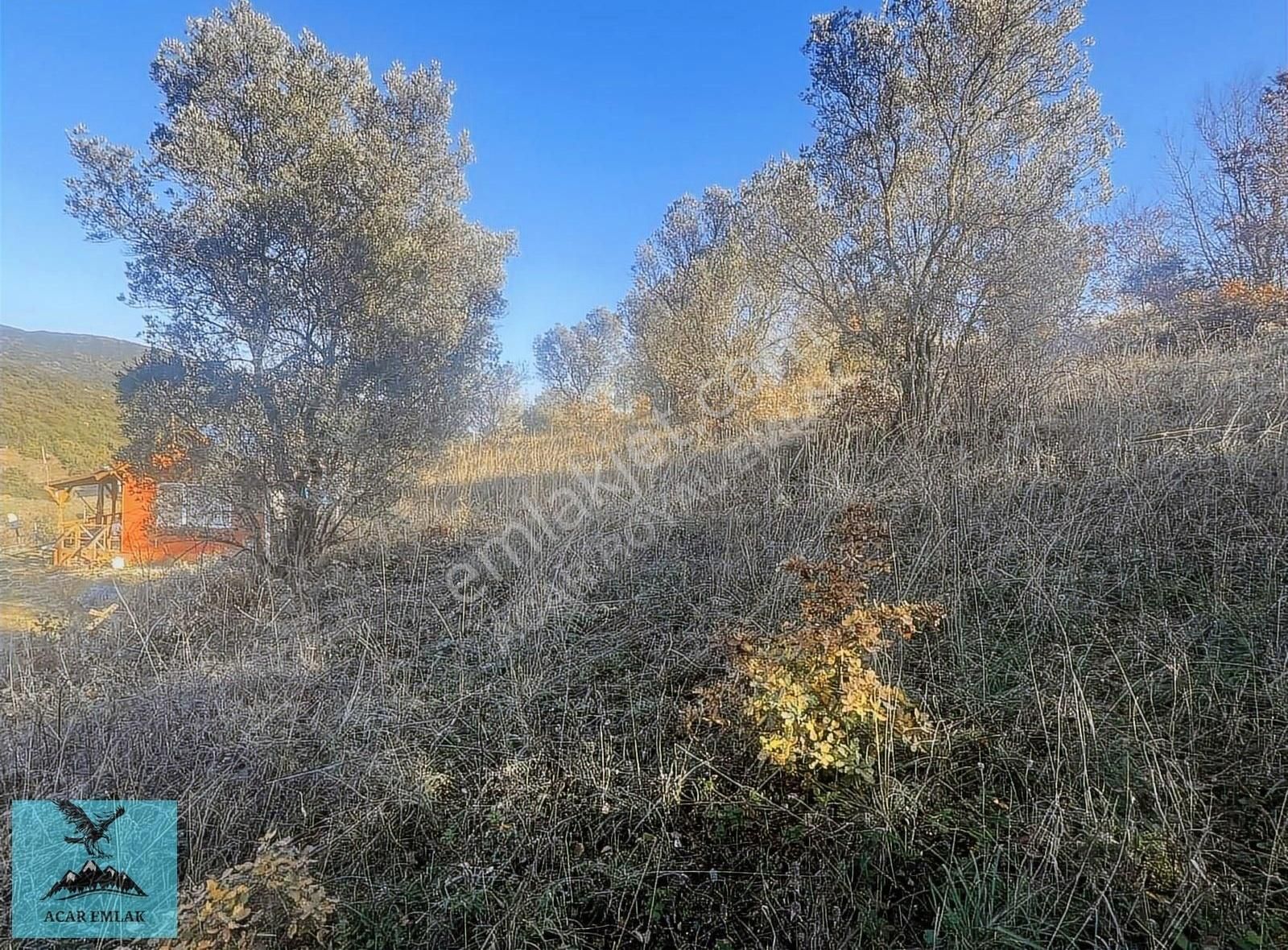 Gemlik Şahinyurdu Satılık Zeytinlik Royal'den Gedelek Şahınyurdu Yolu Üzeri 1953 M2 Zeytinlik