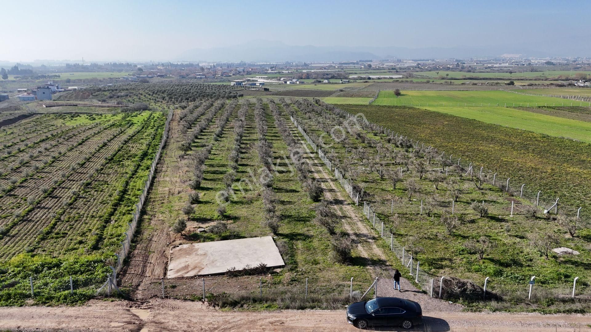 Menderes Tekeli Fevzi Çakmak Satılık Zeytinlik İzmir Tekelide Satılık 1.386 M2 Uygun Fiyatlı Zeytinlik