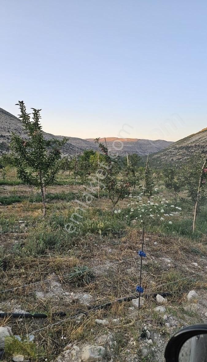 Kaçmaz Fırsat Elma Ceviz Ve Karışık Meyve Bahçesi Suyu Yolu Olan - Görsel 29