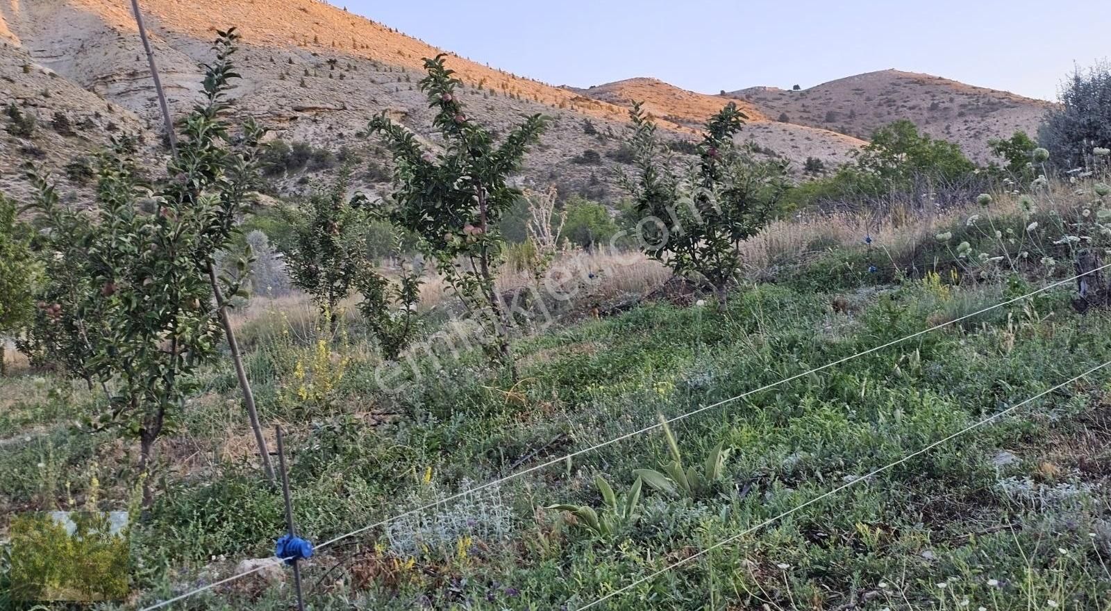 Kaçmaz Fırsat Elma Ceviz Ve Karışık Meyve Bahçesi Suyu Yolu Olan - Görsel 20