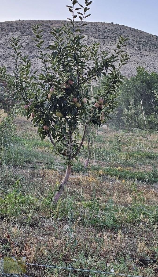 Kaçmaz Fırsat Elma Ceviz Ve Karışık Meyve Bahçesi Suyu Yolu Olan - Görsel 16