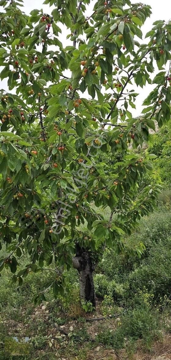 Kaçmaz Fırsat Elma Ceviz Ve Karışık Meyve Bahçesi Suyu Yolu Olan - Görsel 4