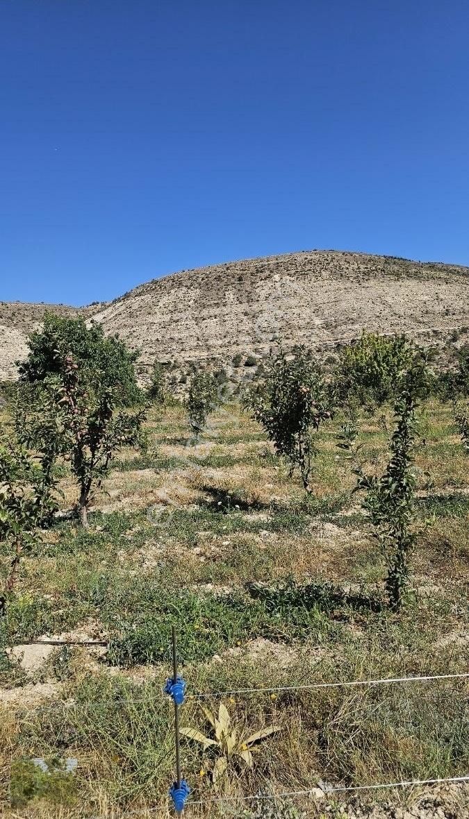 Kaçmaz Fırsat Elma Ceviz Ve Karışık Meyve Bahçesi Suyu Yolu Olan - Görsel 13