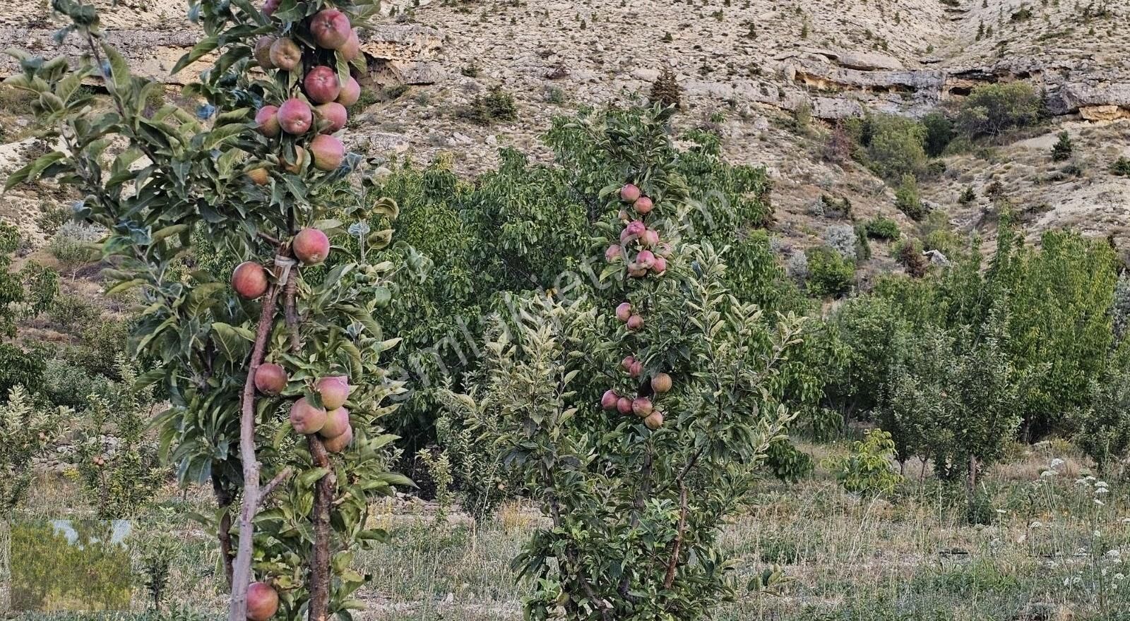 Mut Ballı Satılık Bağ & Bahçe Kaçmaz Fırsat Elma Ceviz Ve Karışık Meyve Bahçesi Suyu Yolu Olan