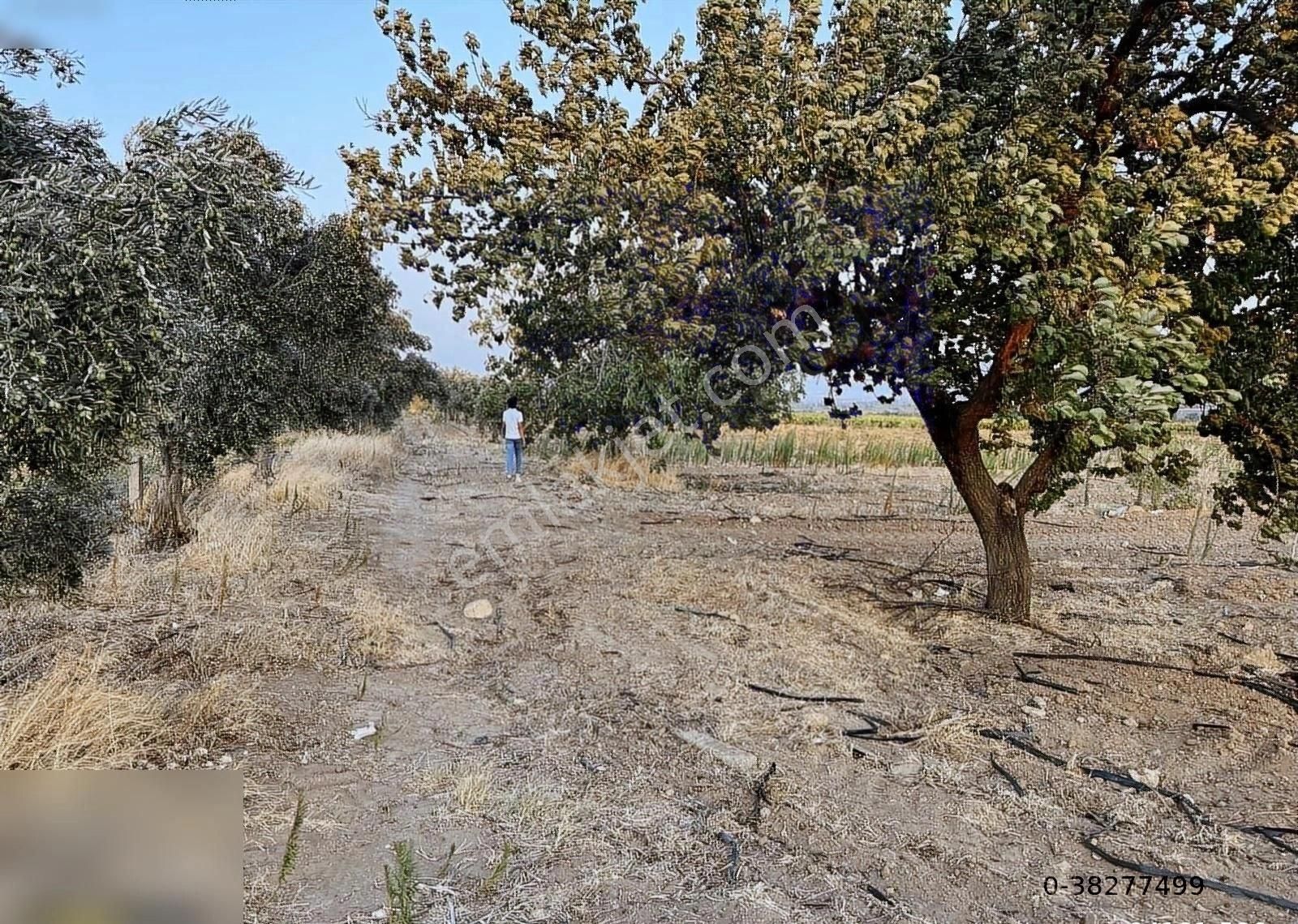 Turgutlu Musacalı Satılık Tarla Turgutlu,da 7 Dönüm 1 Yaşında Zeytinlik