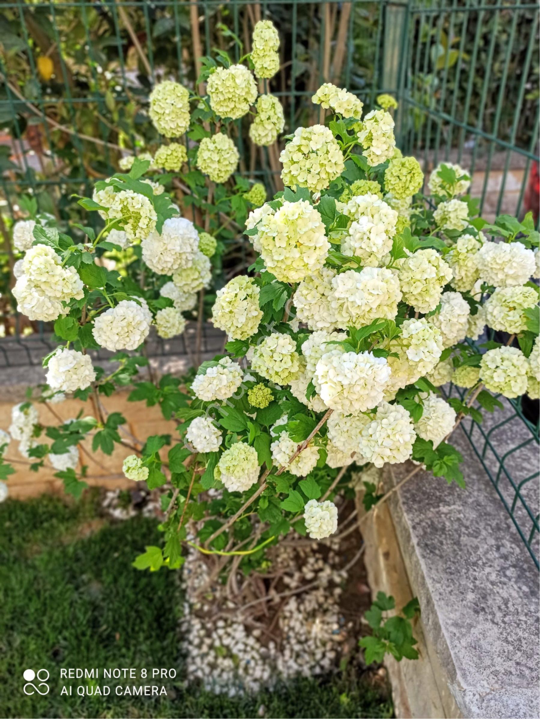 Güzelce De 400m2 Arsa İçerisinde Ful Tadilatlı 5+1 Satılık Villa - Görsel 6