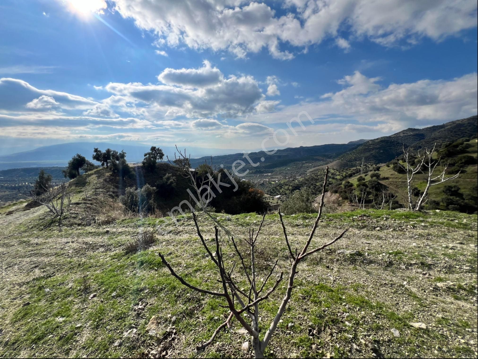 Yaylapınar Da Satılık Zeytinlik - Görsel 25