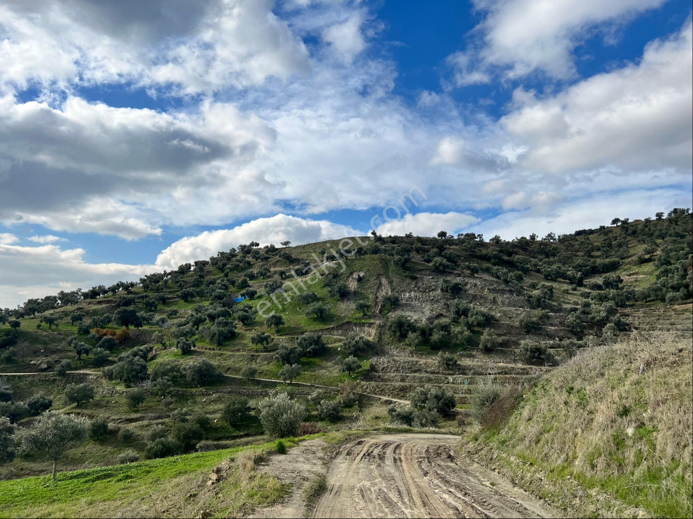 Nazilli İsabeyli Satılık Zeytinlik Yaylapınar Da Satılık Zeytinlik