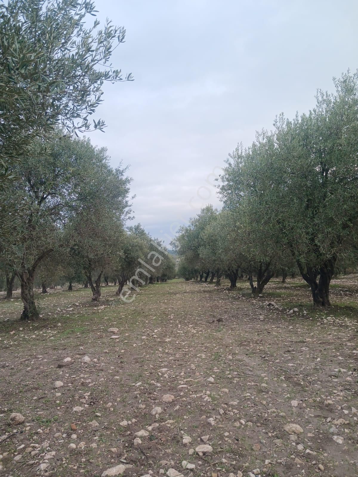 Saruhanlı Çakmaklı Satılık Zeytinlik Manisa Saruhanlı Çakmaklıda Uygun Fiyata Satılık Zetinlik