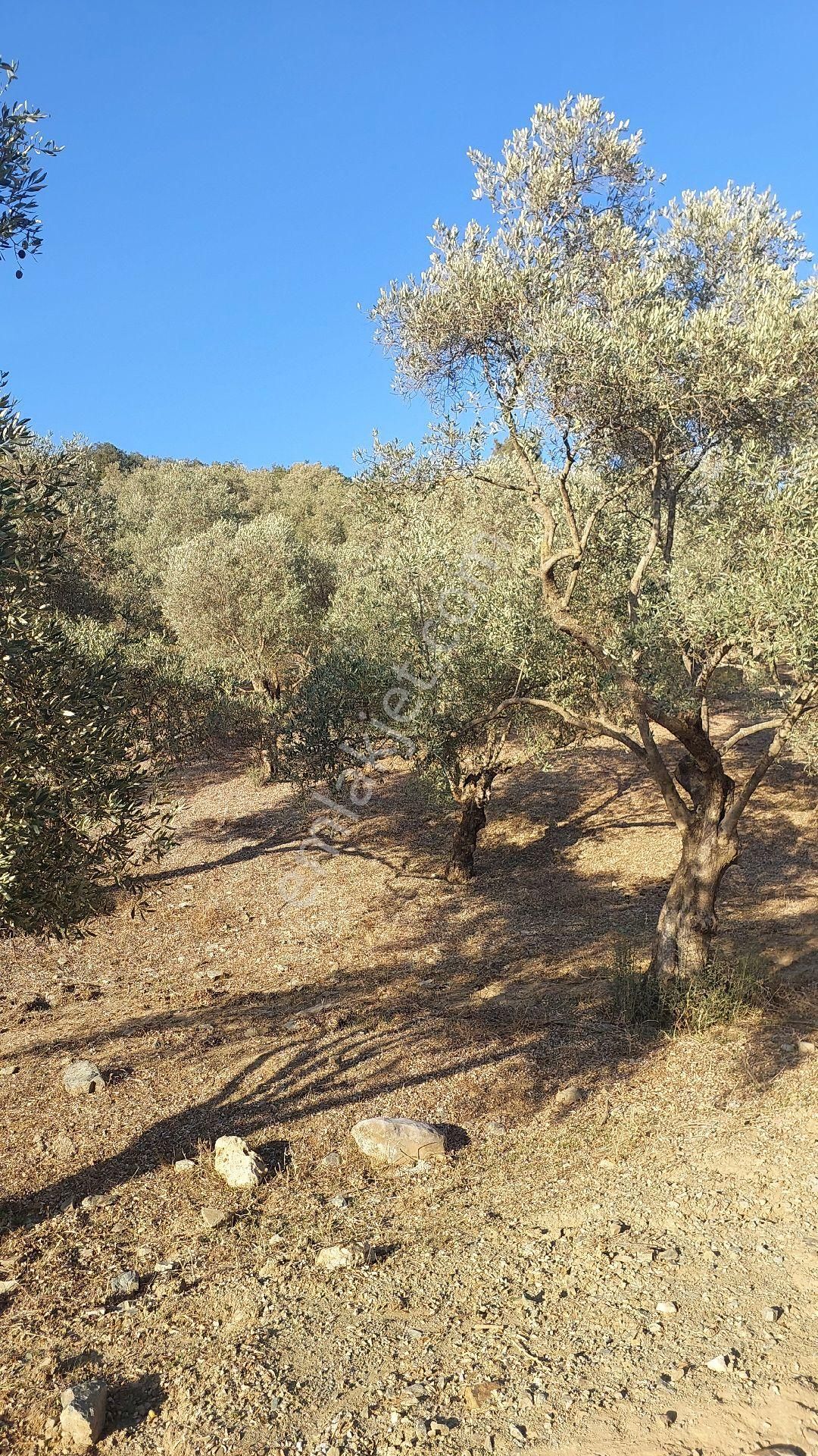 Germencik Ortaklar Satılık Tarla Kuşadasına 20 Km Mesafede Germencik Naiplide Satılık 19.320 M2 Müstakil Parsel Zeytinlik