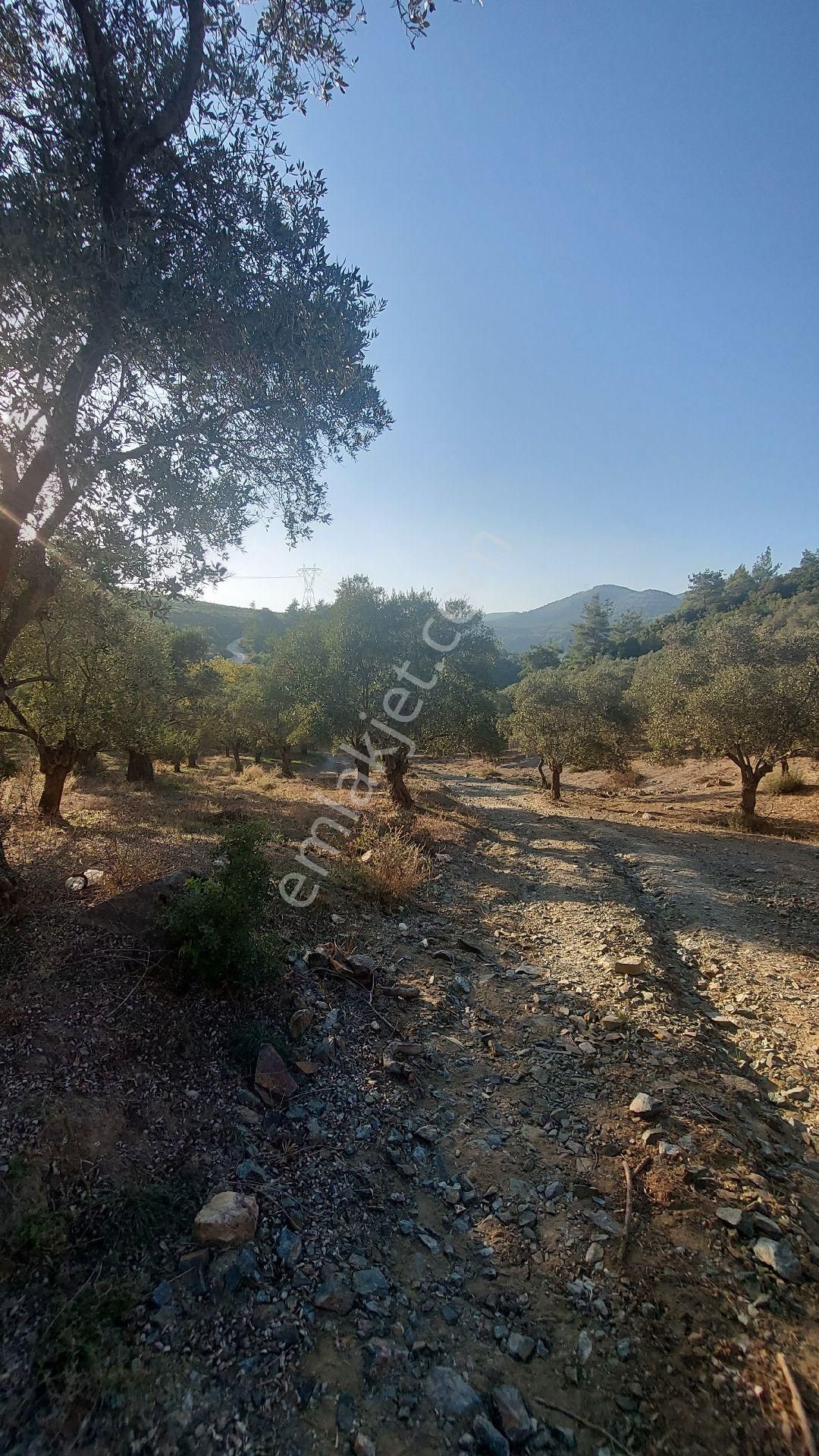 Kuşadasına 20 Km Mesafede Germencik Naiplide Satılık 19.320 M2 Müstakil Parsel Zeytinlik - Görsel 6