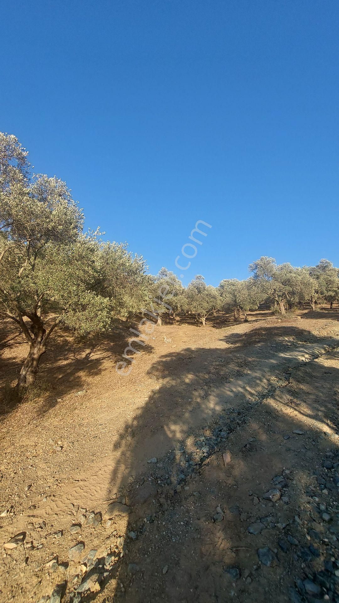Kuşadasına 20 Km Mesafede Germencik Naiplide Satılık 19.320 M2 Müstakil Parsel Zeytinlik - Görsel 2
